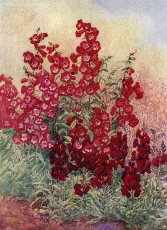 Pentstemons, Antirrhinums og Heuchera Brizoides (farge litho) av George Soper
