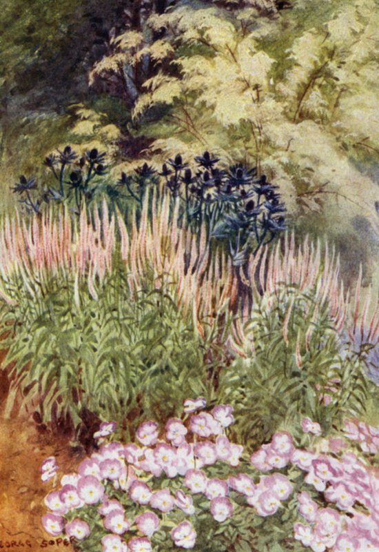 Veronica spicata rosea, med Eryngiums og Violas (farge litho) av George Soper