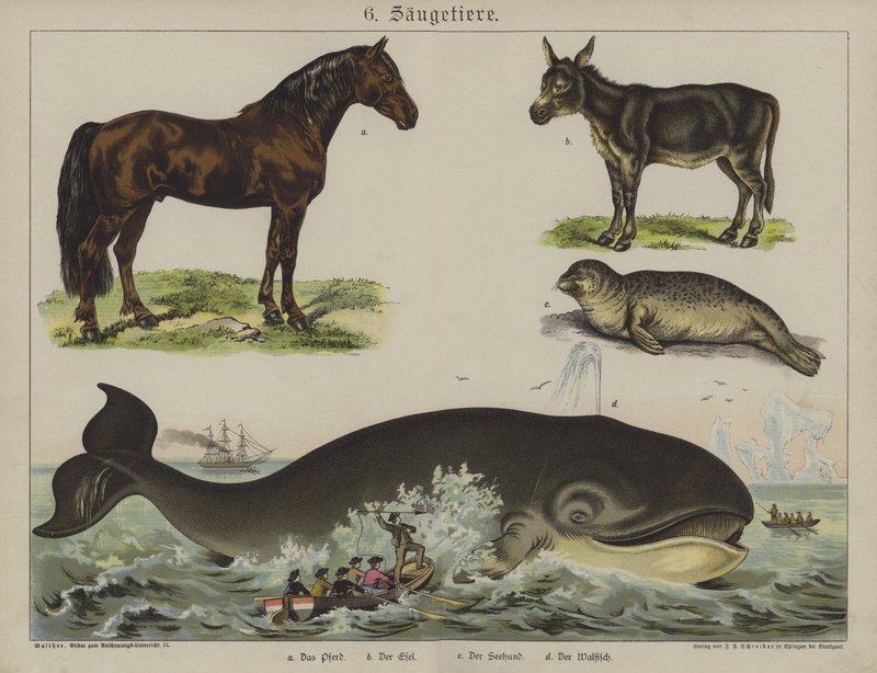 Dyr (farge litho) av German School