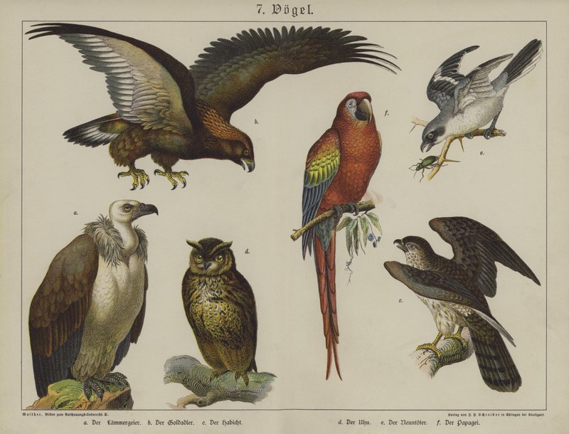 Dyr (farge litho) av German School