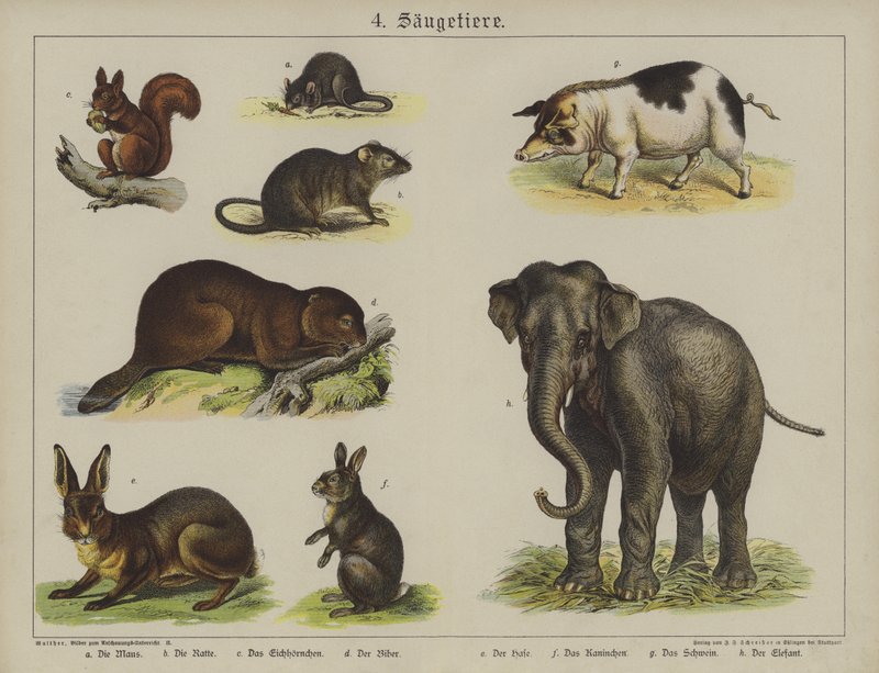 Dyr (farge litho) av German School