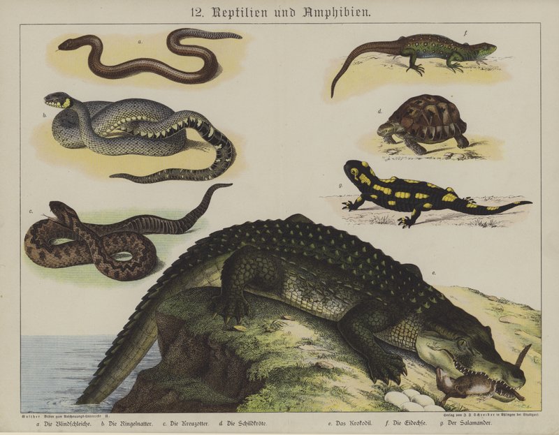 Dyr (farge litho) av German School