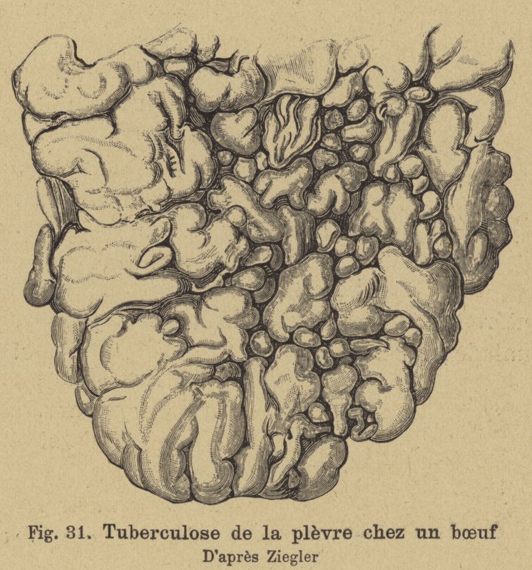 Bovin tuberkulose av German School