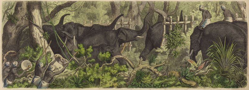 Fange elefanter i Ceylon (farget gravering) av German School