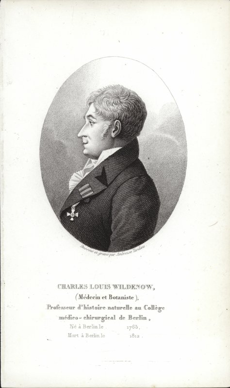 Charles Louis Wildenow av German School