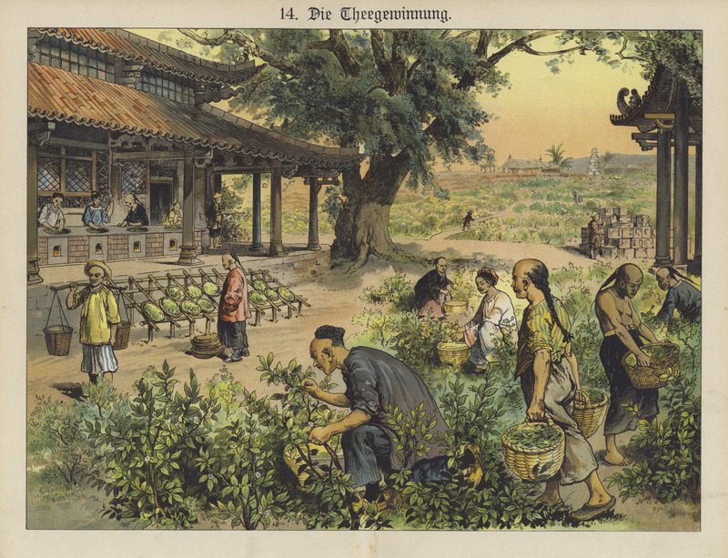 Kinesisk teplantasje (farge litho) av German School