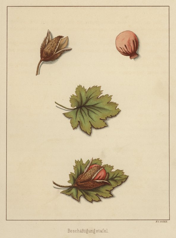 Håndverk (farge litho) av German School