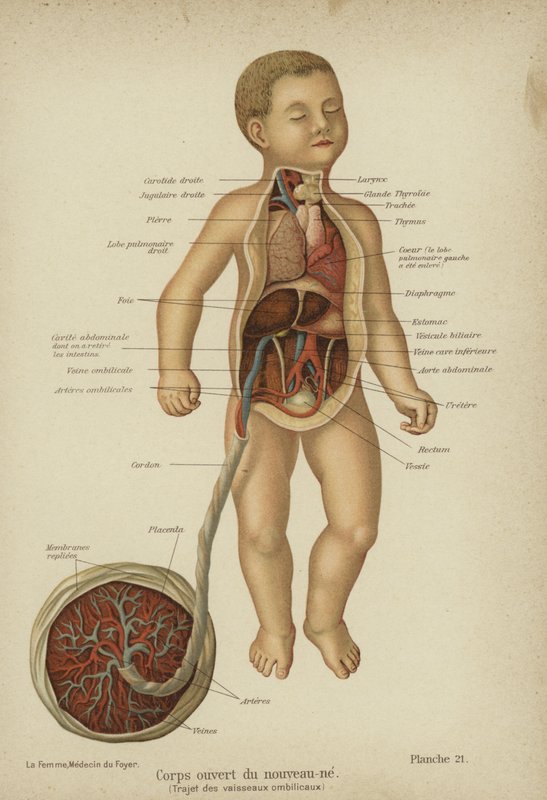 Skjærediagram som viser de indre organene til en nyfødt baby og dens navlestreng (farge litho) av German School