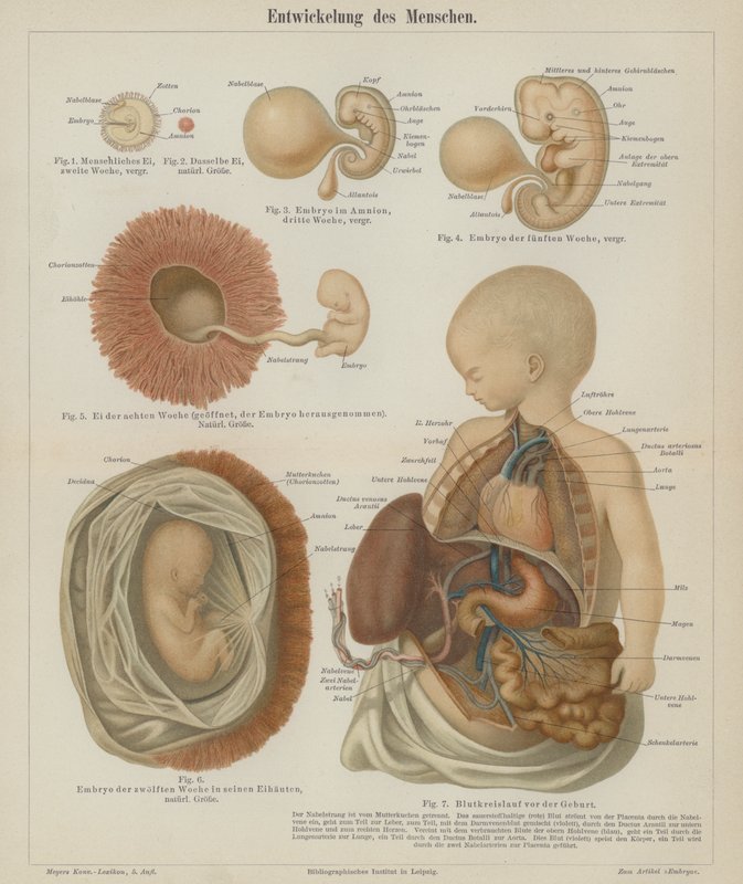 Utvikling av et menneskefoster (farge litho) av German School