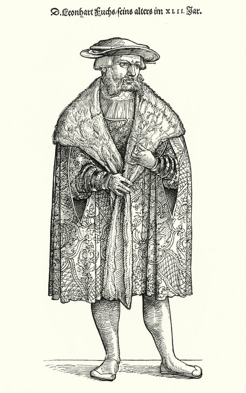 Dr Leonhart Fuchs, tysk lege, botaniker og professor ved Universitetet i Tübingen (gravering) av German School