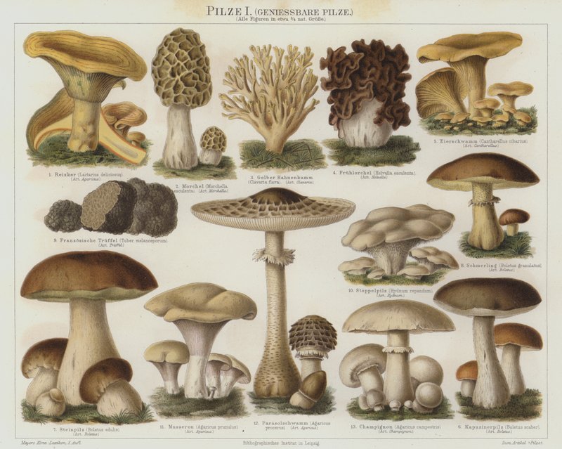 Spiselige sopp (farge litho) av German School