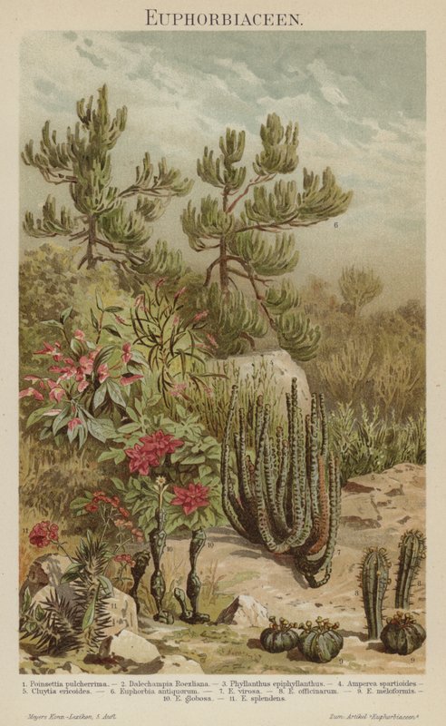 Euphorbias (farge litho) av German School