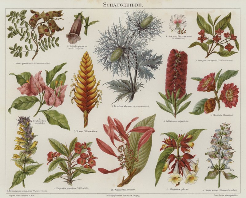 Blomster (farge litho) av German School