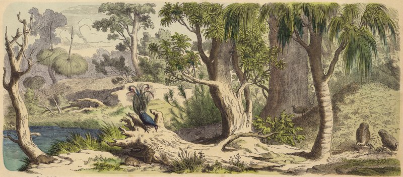 Skog i New Holland (Australia) (farget gravering) av German School