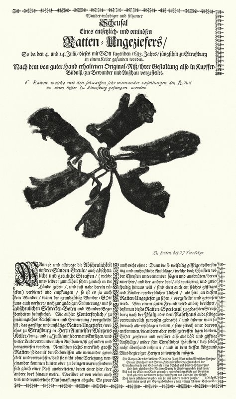 Kjemperotter fanget i Strasbourg i 1683 (gravering) av German School