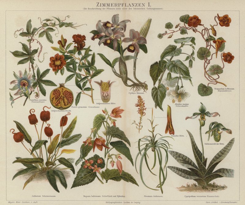 Potteplanter (farge litho) av German School