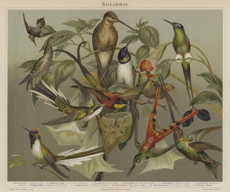 Kolibrier (farge litho) av German School