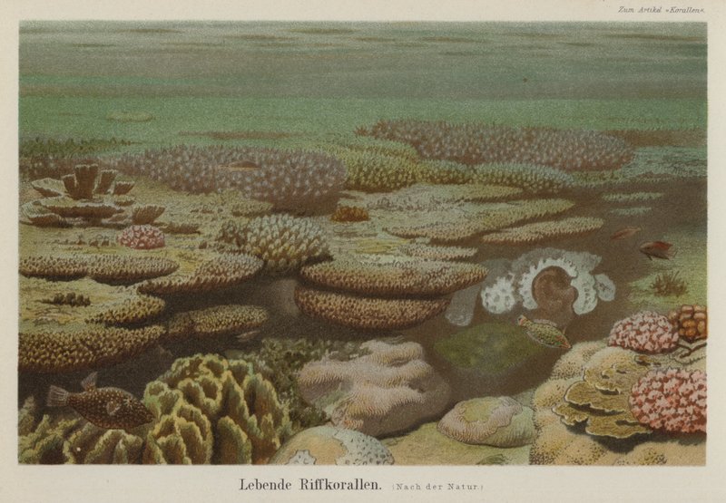 Levende revkoraller (farge litho) av German School