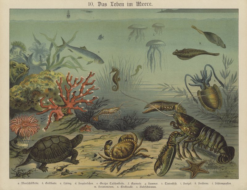 Marine liv (farge litho) av German School
