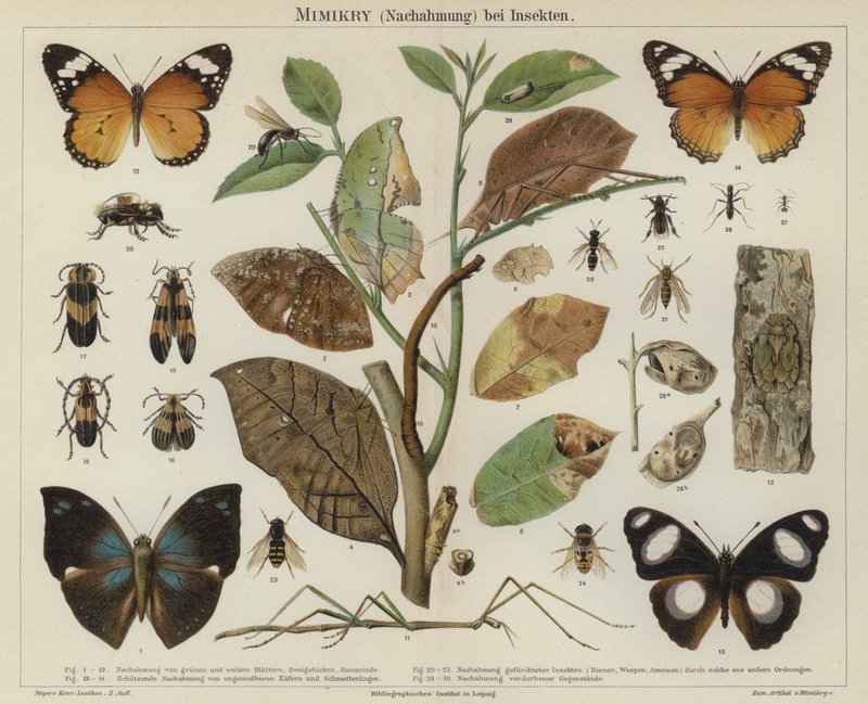 Mimikk hos insekter (farge litho) av German School