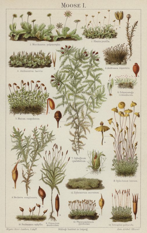 Moser (farge litho) av German School