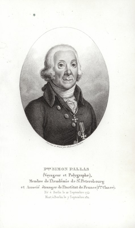 Peter Simon Pallas av German School