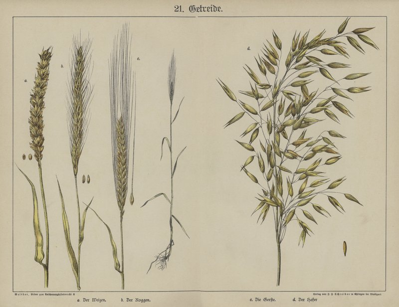 Planter (farge litho) av German School