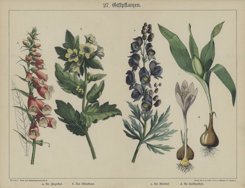 Planter (farge litho) av German School