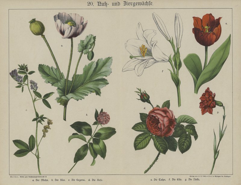 Planter (farge litho) av German School