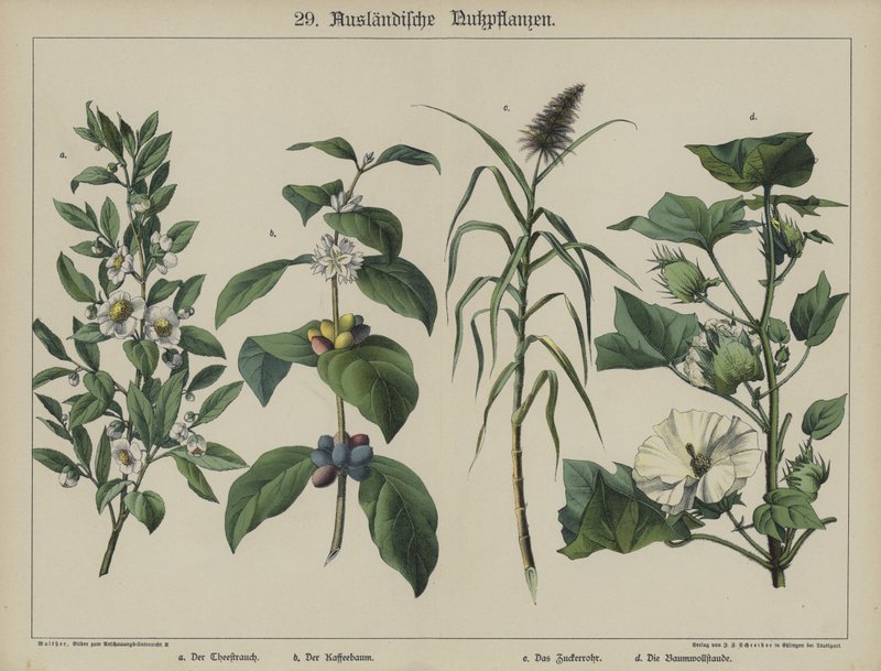Planter (farge litho) av German School