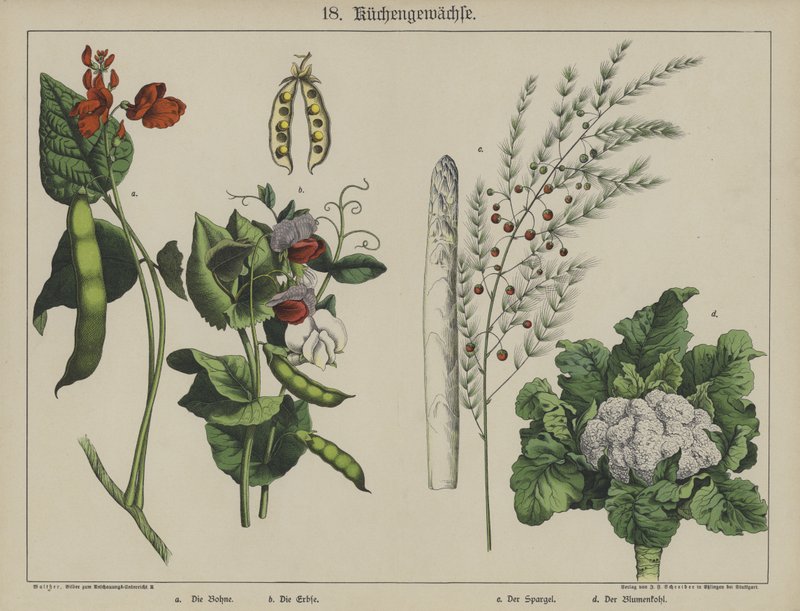 Planter (farge litho) av German School