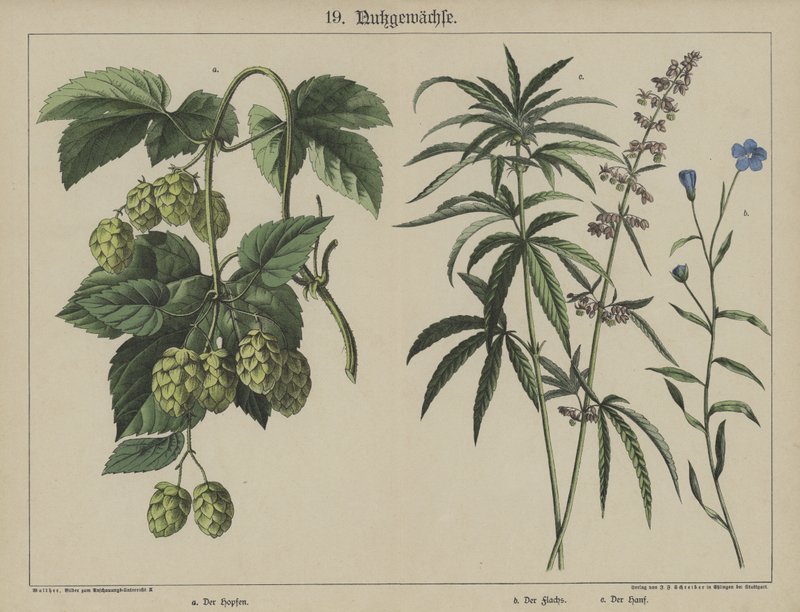 Planter (farge litho) av German School