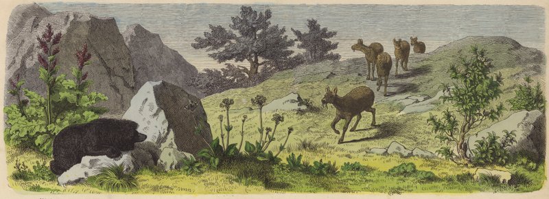Planter og dyr i fjellene i Asia (farget gravering) av German School