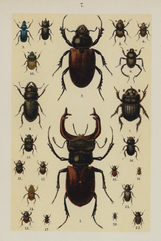 Tallerken fra The Young Beetle-Collector