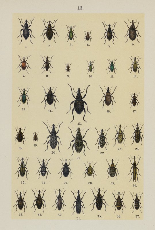 Tallerken fra The Young Beetle-Collector