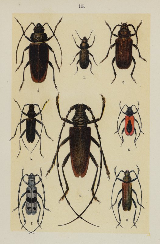 Tallerken fra The Young Beetle-Collector