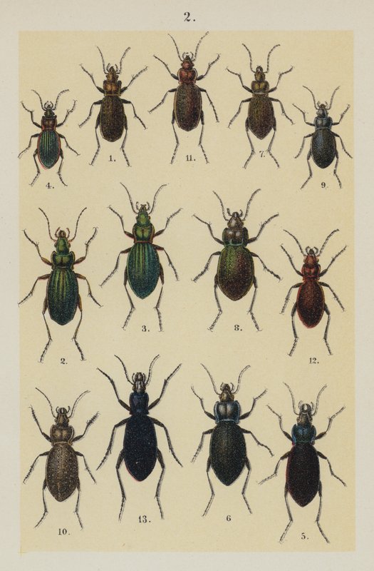 Tallerken fra The Young Beetle-Collector
