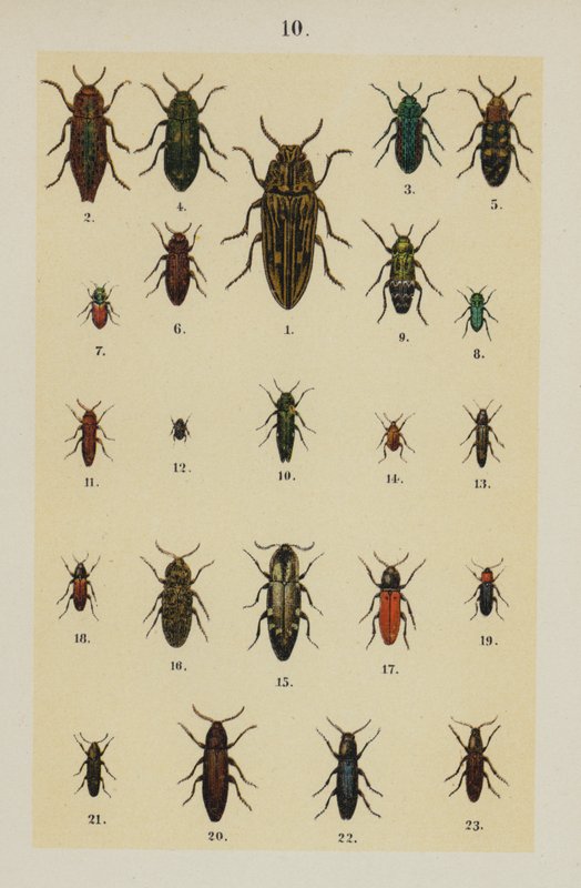 Tallerken fra The Young Beetle-Collector