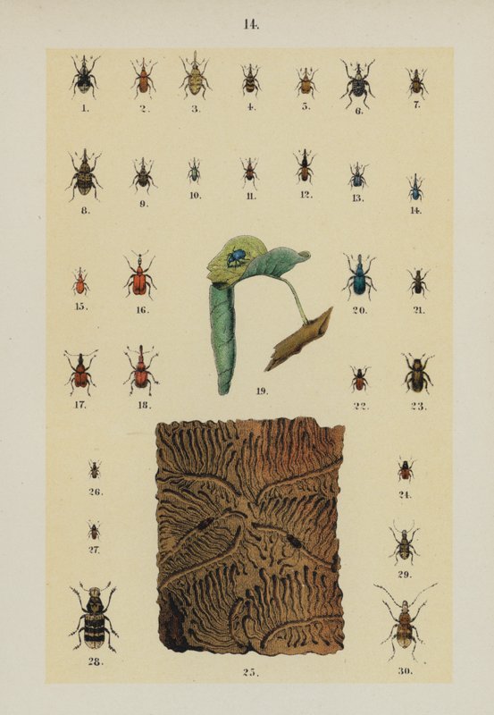 Tallerken fra The Young Beetle-Collector