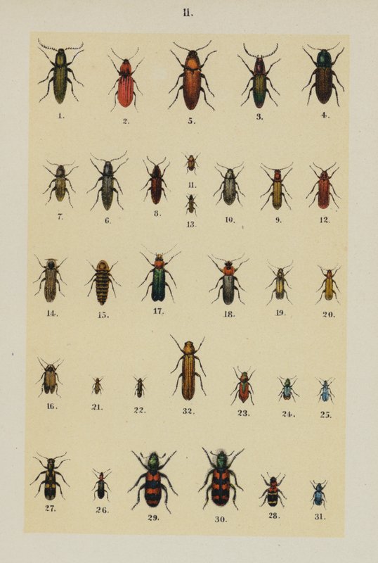 Tallerken fra The Young Beetle-Collector