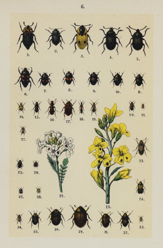 Tallerken fra The Young Beetle-Collector