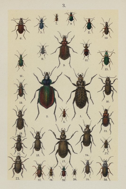 Tallerken fra The Young Beetle-Collector