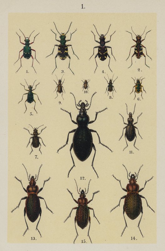 Tallerken fra The Young Beetle-Collector