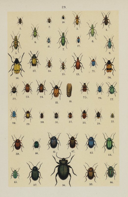 Tallerken fra The Young Beetle-Collector