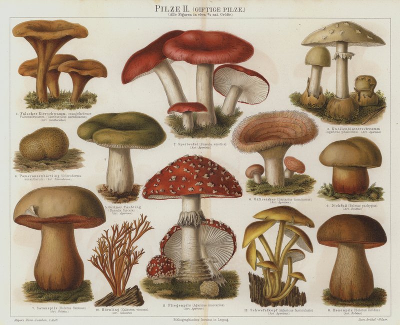 Giftige sopp (farge litho) av German School