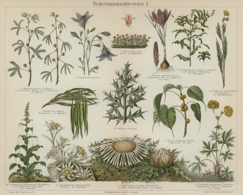 Selvbeskyttende responser hos planter (farge litho) av German School