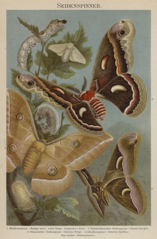 Silkmoths av German School