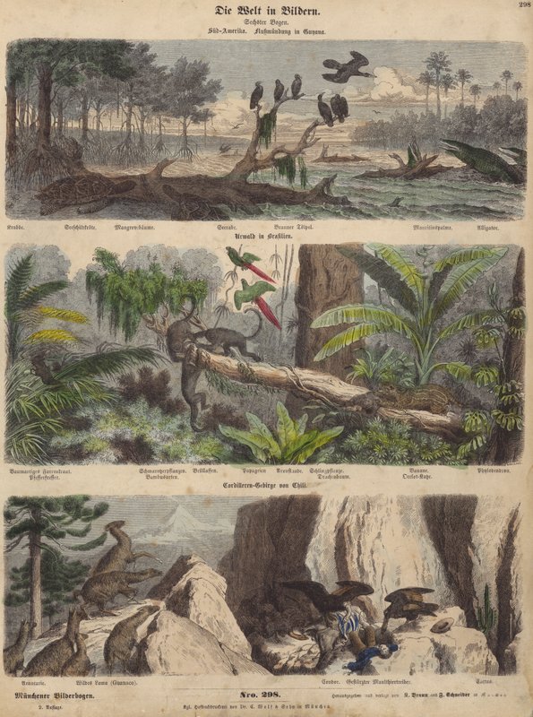 Sør-Amerika: elvemunning i Guyana; jungelen i Brasil; Chilenske Andesfjellene (farget gravering) av German School