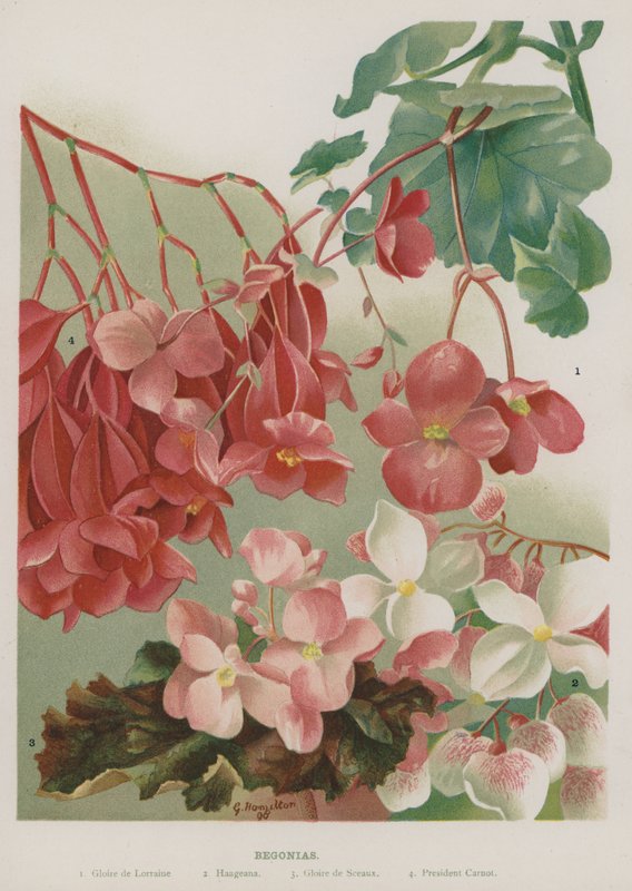 Begonia av Gertrude Hamilton