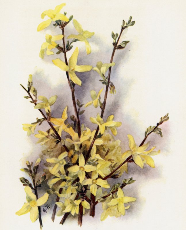 Forsythia Suspensa av Gertrude Hamilton